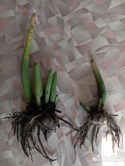 Замиокулькас