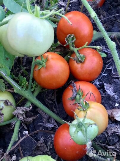 Семена помидор Дубрава