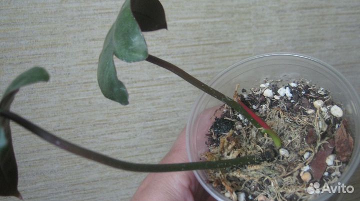 Биллитау Минт