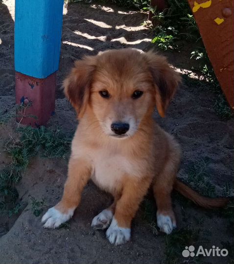 Щенок мальчик от небольшой мамы