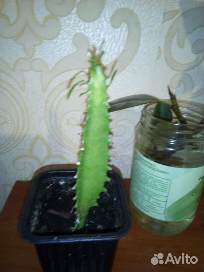 Молочай.ростки Фикуса 3 шт