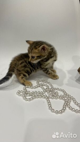 Бенгальские котята