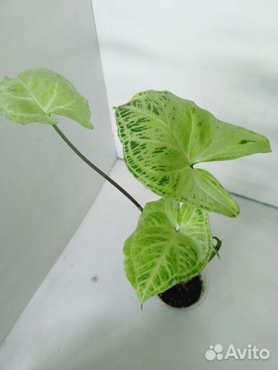 Сингониумы