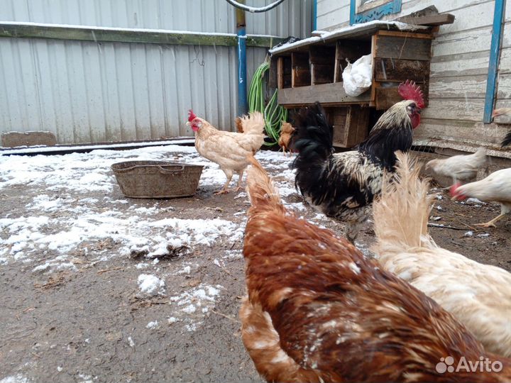 Куры петухи
