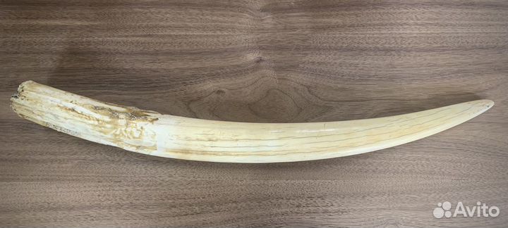 Мамонт бивень