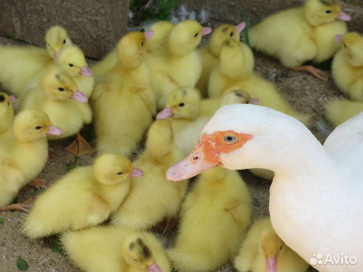 Утята белой мускусной утки