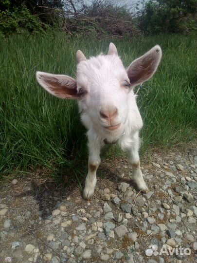 Козлята
