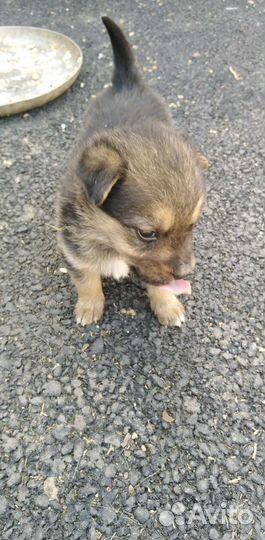 Собаки бесплатно в добрые руки щенки