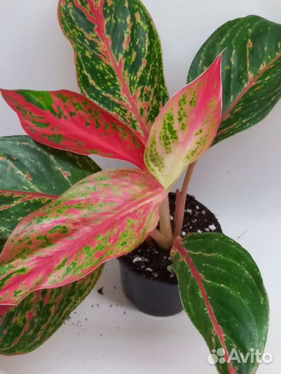 Аглаонема пинкат