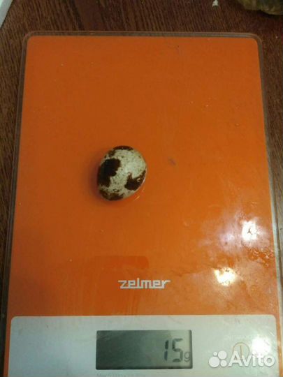 Яйца перепелиные