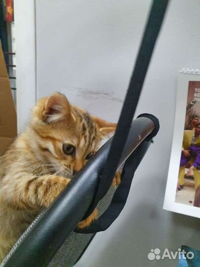 Котёнок девочка