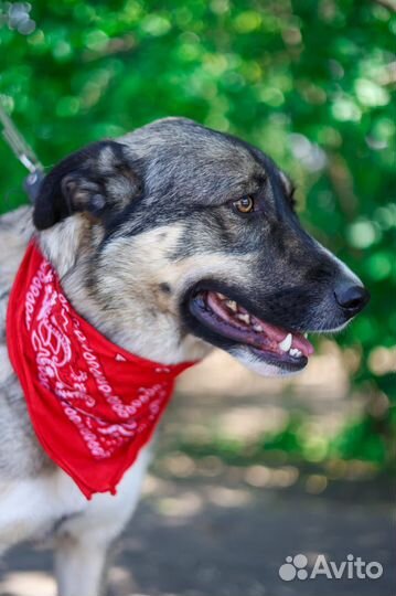 Молодая собака в добрые руки Несси