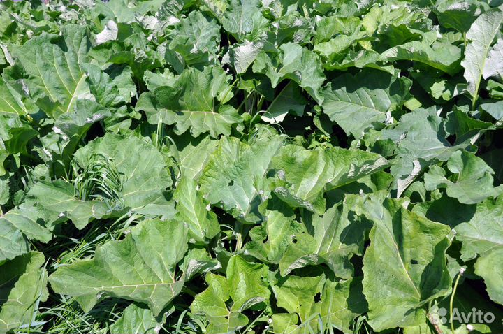 Кипрей. Крапива. Чистотел. Пижма. Лопух от 1 кг