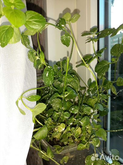 Мята разных вкусов/сортов