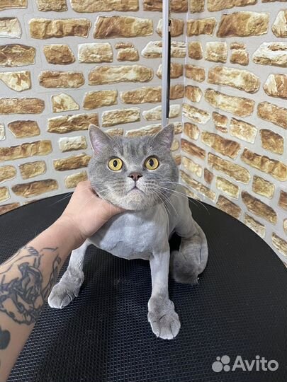 Груминг - стрижка собак и кошек