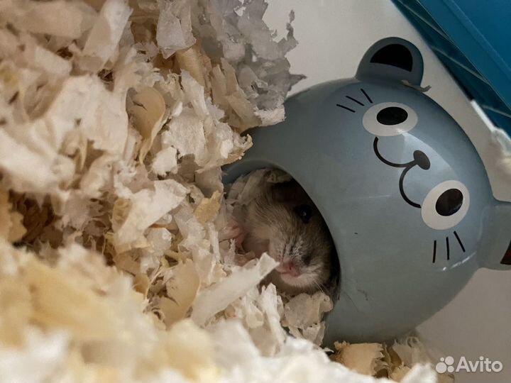 Хомяк с клеткой
