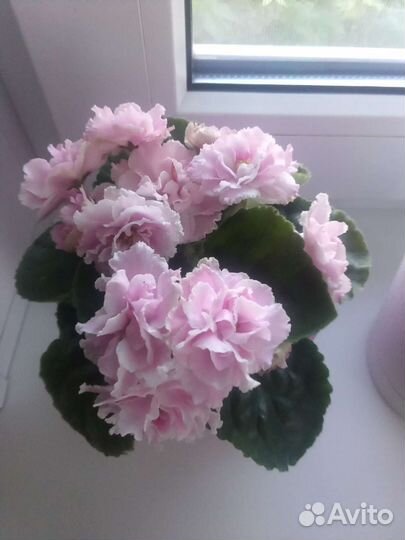 Сортовые фиалки