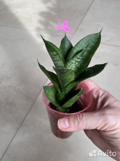 Сансевиерии сортовые