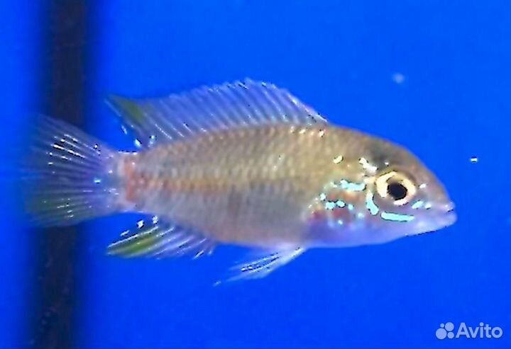 Апистограммы