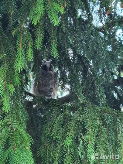 Ёлка или сосна