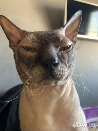 Донской сфинкс вязка