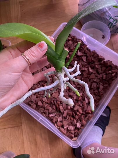 Не цветет. Мастерпис. Орхидея