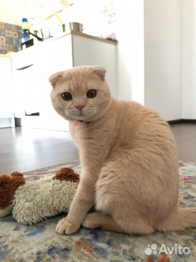 Шотландский кот вязка