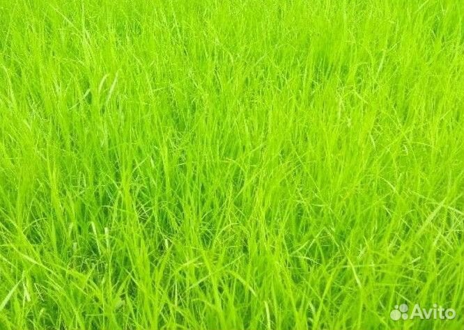 Семена газонной травы спорт