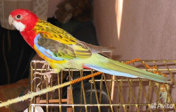 Красавец розелла