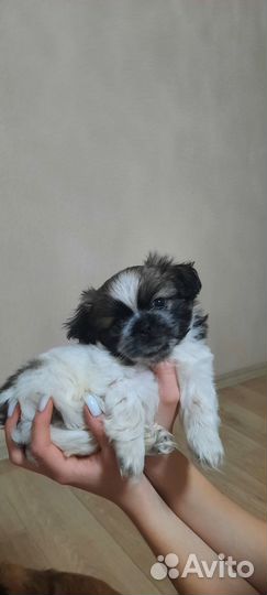 Щенки пекинеса