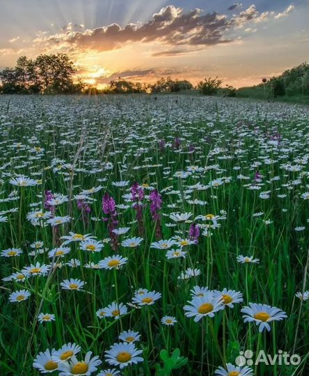 Психология