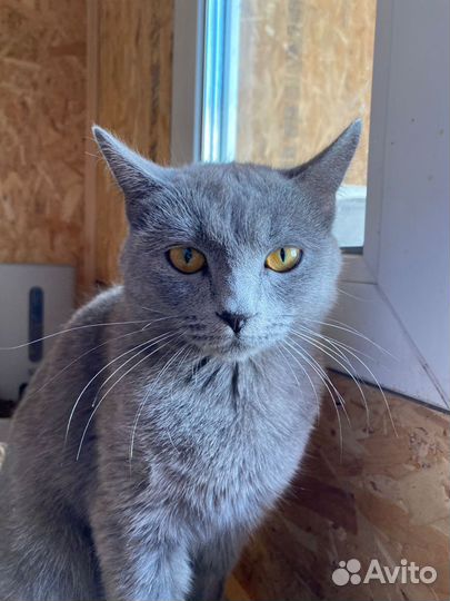 Породистая серая кошка в дар бесплатно ищет дом