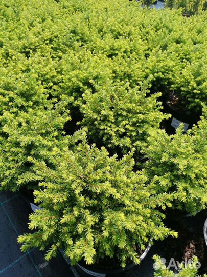 Ели декоративные и кедр