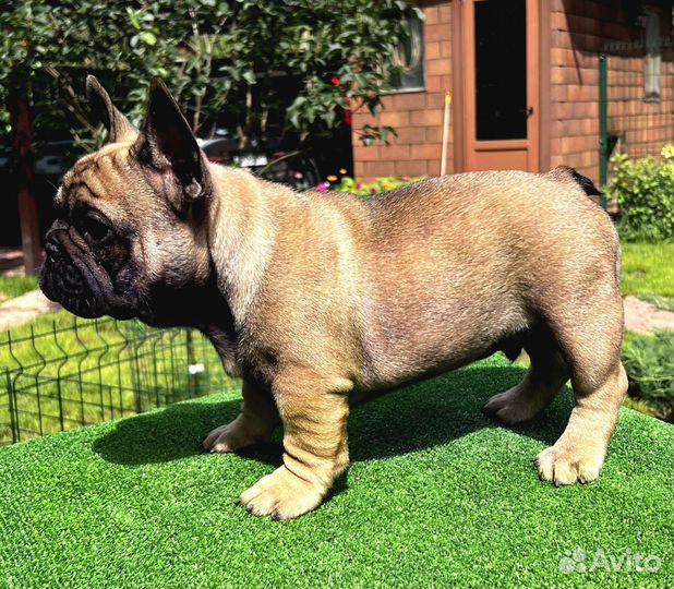 Французский бульдог щенки
