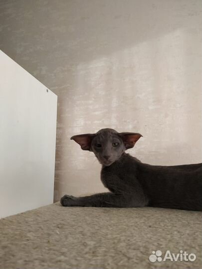 Ориентальная