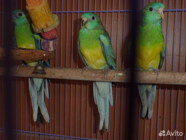 Птенцы певчих попугаев