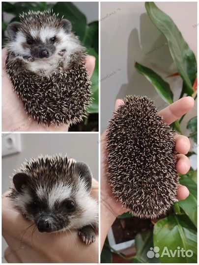 Африканский ёжик