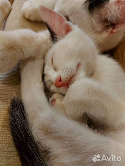 Котята 2 месяца