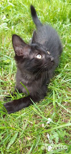 Ласковая чёрненькая кошечка Васенька в дар