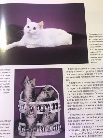Кошки Мир животных
