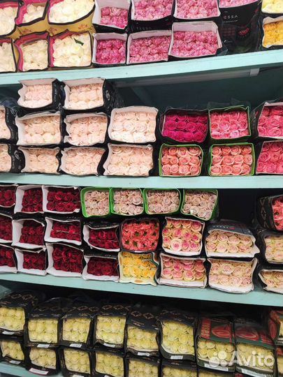 Роза Эквадор Голландия 70 см