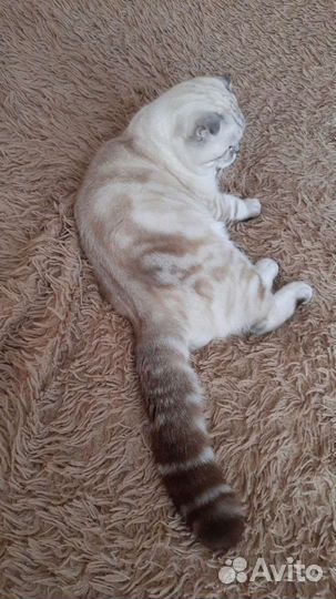 Шотландский вислоухий кот вязка