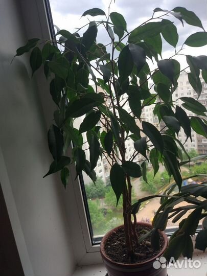 Цветы комнатные разные