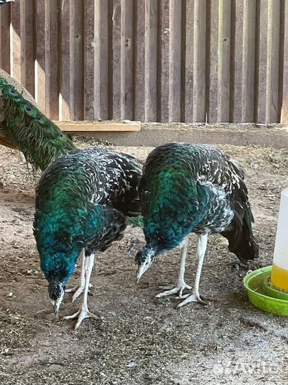 Индийский павлин