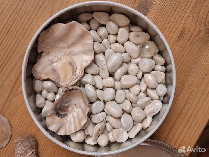 Морские камни и ракушки