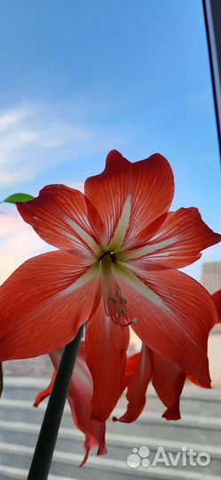 Гиппеаструм/Амариллис/Комнатные растения/Лилия