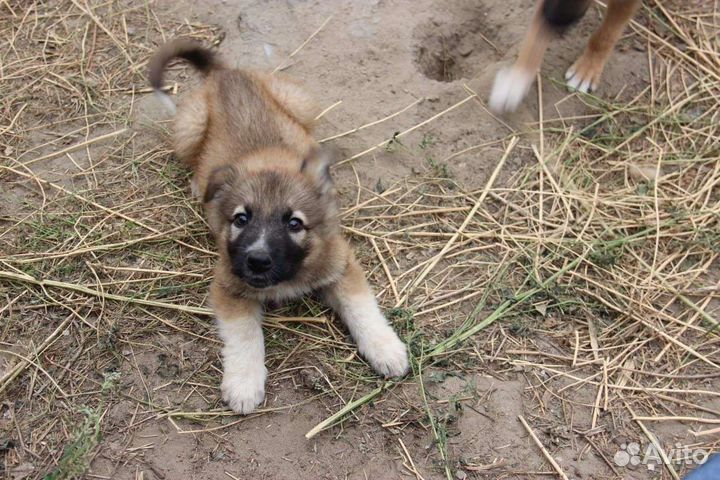 Щенки метисы в добрые руки