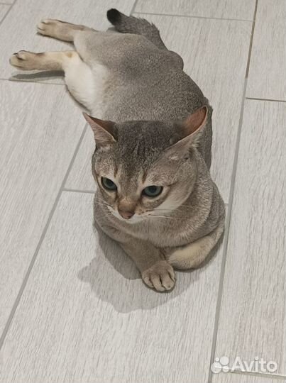 Сингапурский кот. Вязка