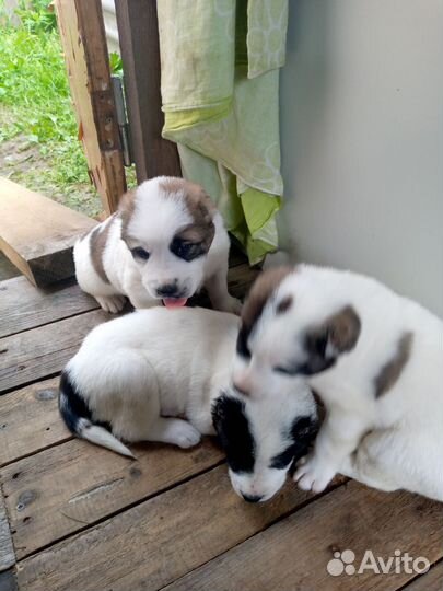 Щенки сао алабай