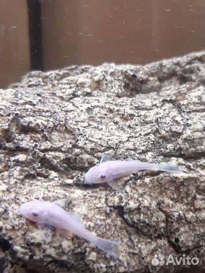 Мальки анциструса L-144 snow white (снежки)